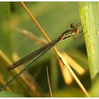 Glänzende Binsenjungfer (Lestes dryas)