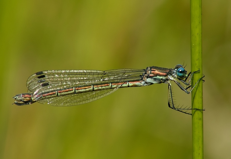 Glänzende Binsenjungfer - Lestes dryas