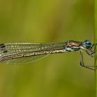 Glänzende Binsenjungfer - Lestes dryas