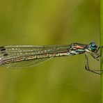 Glänzende Binsenjungfer - Lestes dryas