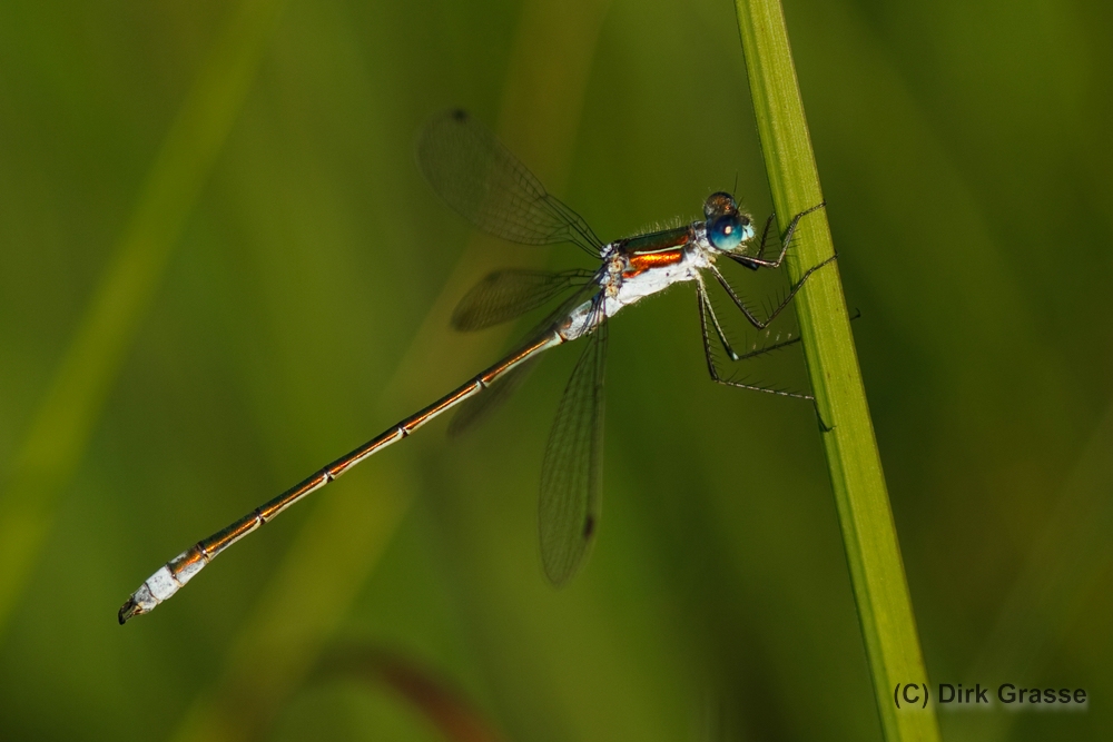 Glänzende Binsenjungfer - Lestes dryas