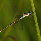 Glänzende Binsenjungfer - Lestes dryas