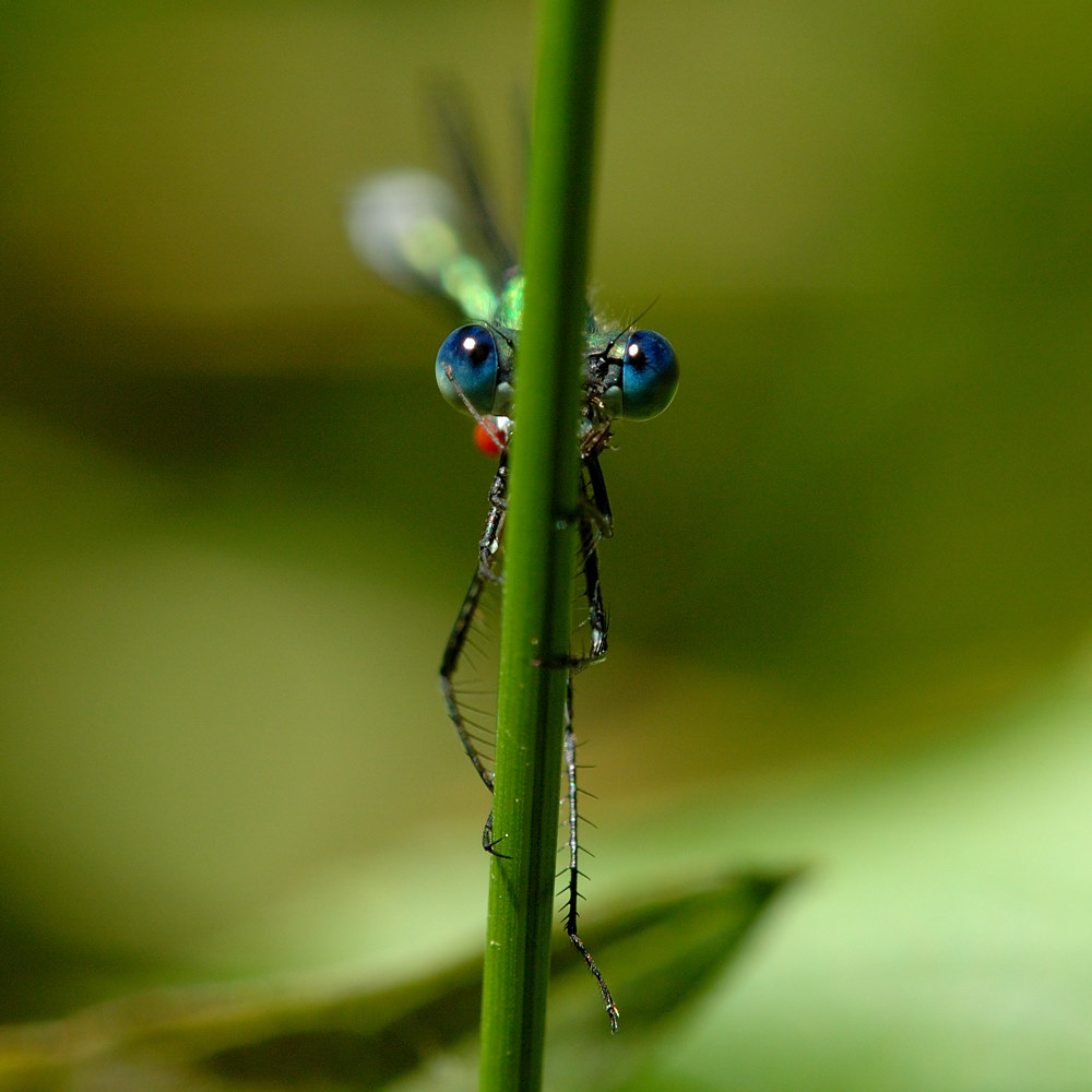 Glänzende Binsenjungfer (Lestes dryas) II