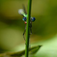 Glänzende Binsenjungfer (Lestes dryas) II