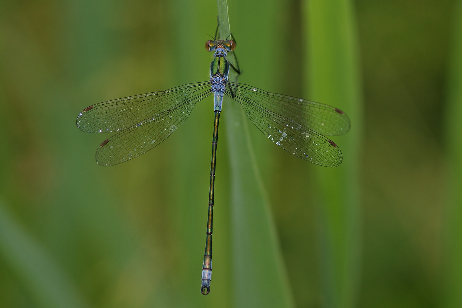 Glänzende Binsenjungfer (Lestes dryas), Männchen.