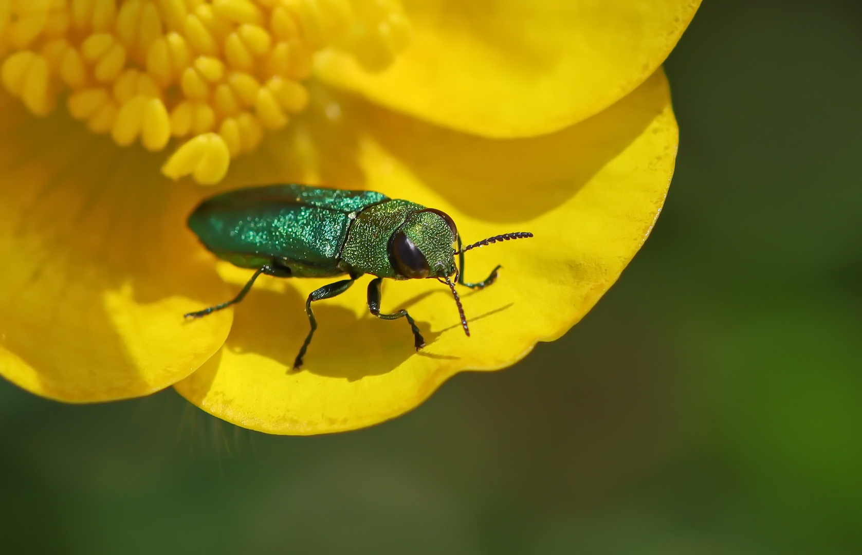 Glänzende Blütenprachtkäfer,Anthaxia nitidula