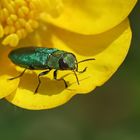 Glänzende Blütenprachtkäfer,Anthaxia nitidula