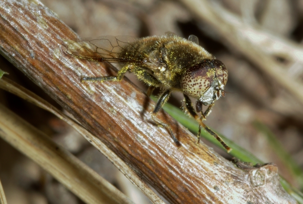 Glänzende Faulschlammschwebfliege