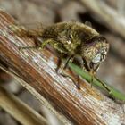 Glänzende Faulschlammschwebfliege