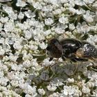 Glänzende Faulschlammschwebfliege