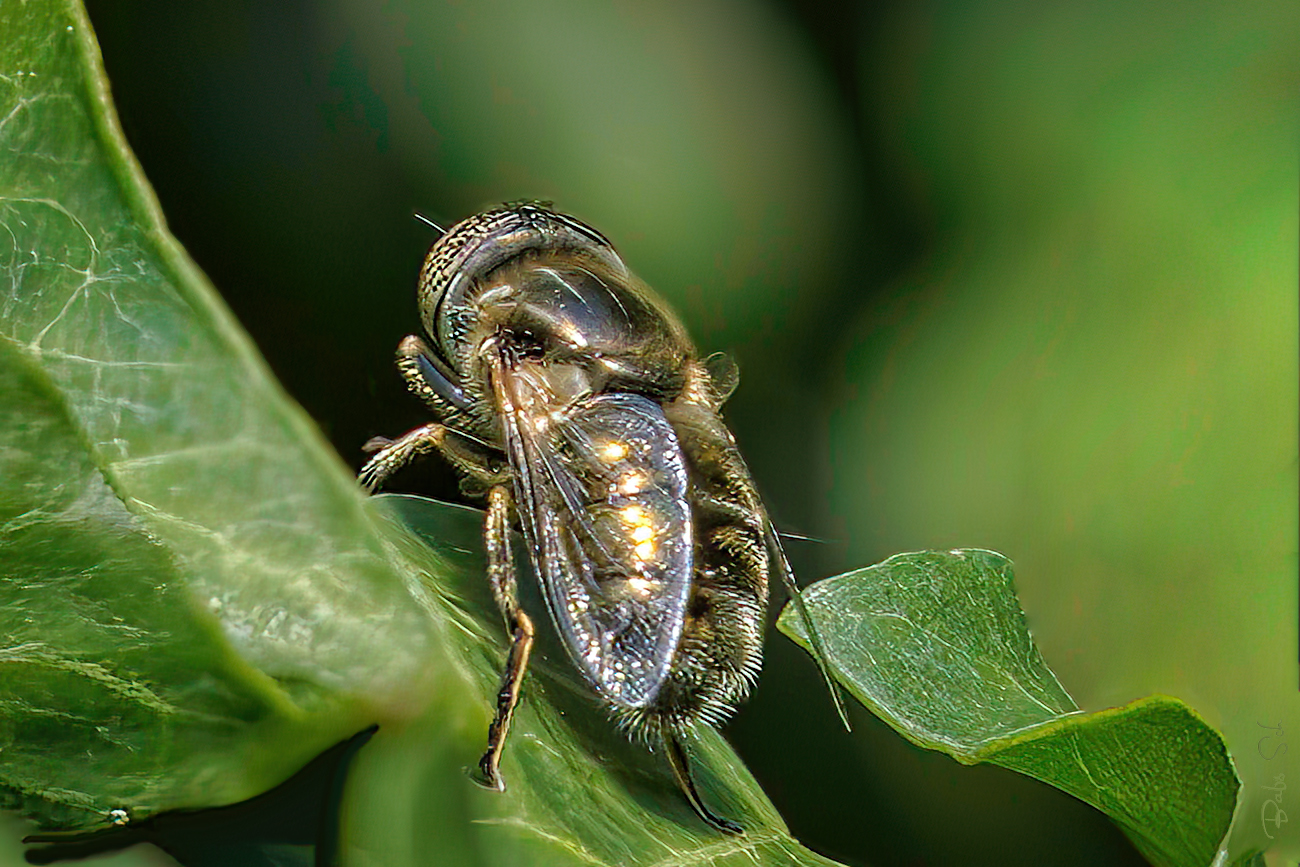 Glänzende Faulschlammschwebfliege