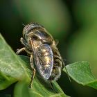 Glänzende Faulschlammschwebfliege