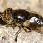  Glänzende Faulschlammschwebfliege (Eristalinus aeneus)