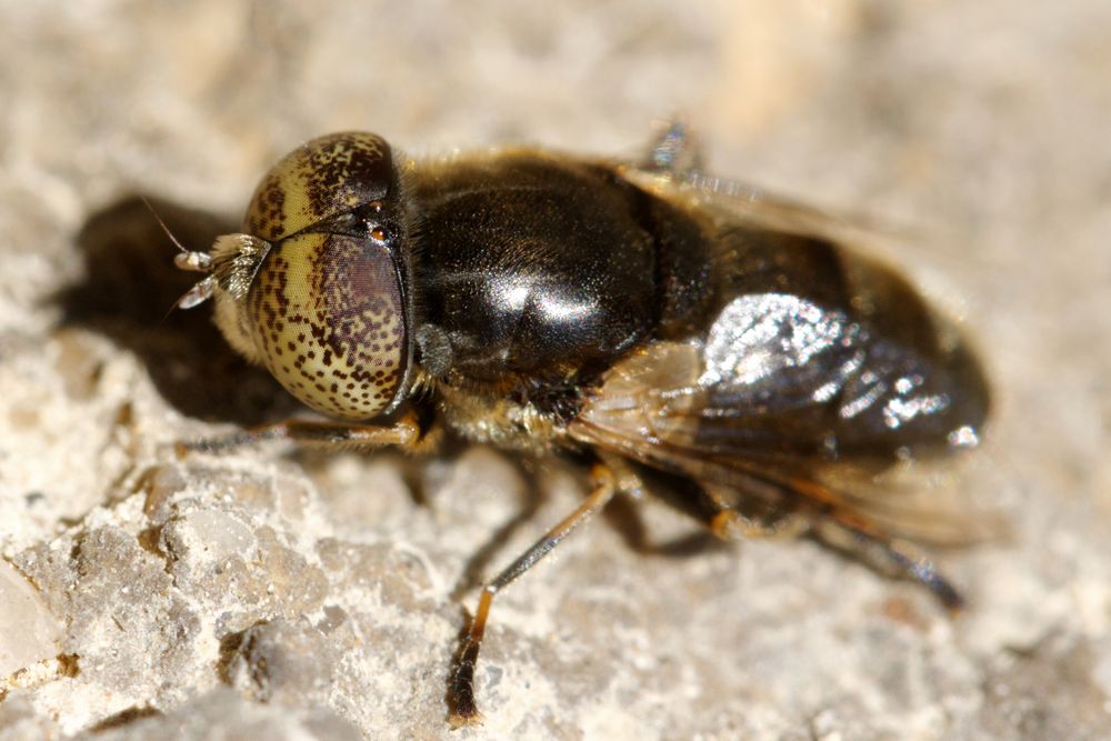  Glänzende Faulschlammschwebfliege (Eristalinus aeneus)