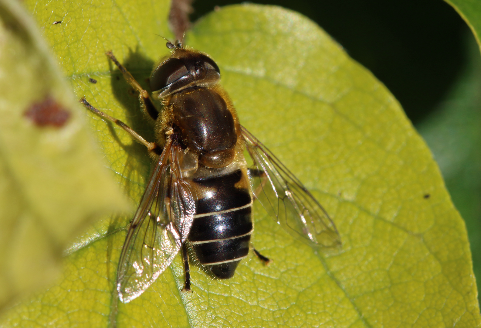 Glänzende Keilfleckschwebfliege