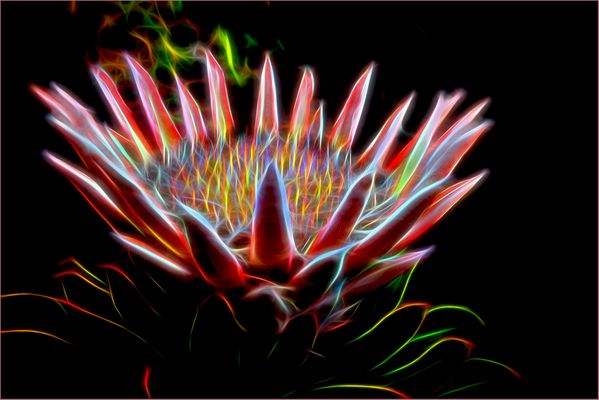glänzende King Protea