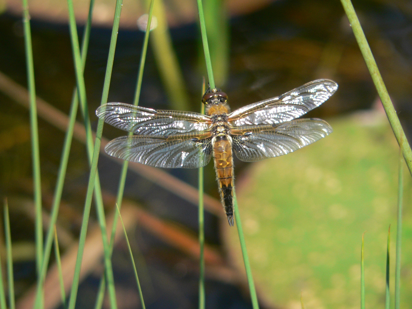 glänzende Libelle