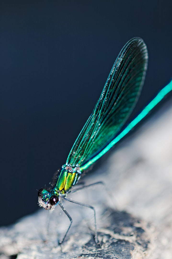 glänzende Libelle in der Abenddämmerung