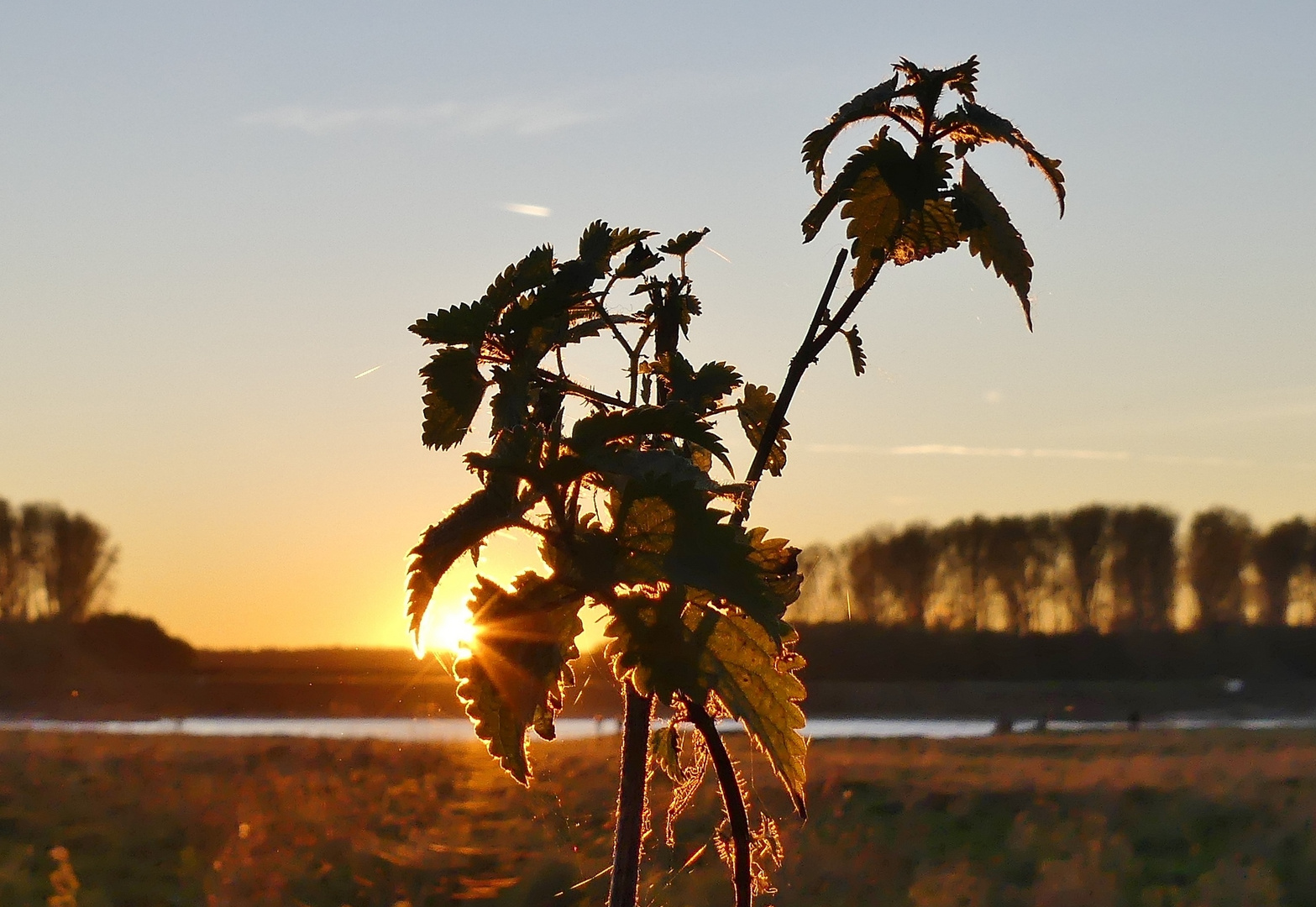 Glänzende Natur mit Blick über den Rhein ..