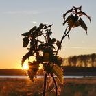 Glänzende Natur mit Blick über den Rhein ..