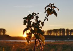 Glänzende Natur mit Blick über den Rhein ..