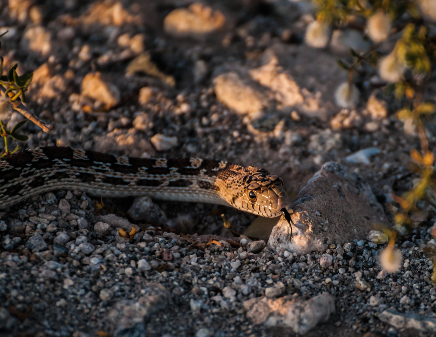 Glänzende Schlange - Glossy Snake