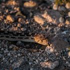 Glänzende Schlange - Glossy Snake