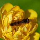 Glänzende Schwarzkopf-Schwebfliege (Melanostoma mellinum)