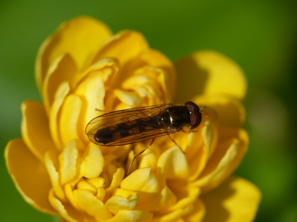 Glänzende Schwarzkopf-Schwebfliege (Melanostoma mellinum)