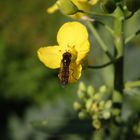 Glänzende Schwarzkopf-Schwebfliege (Melanostoma mellinum)