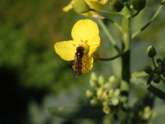 Glänzende Schwarzkopf-Schwebfliege (Melanostoma mellinum)