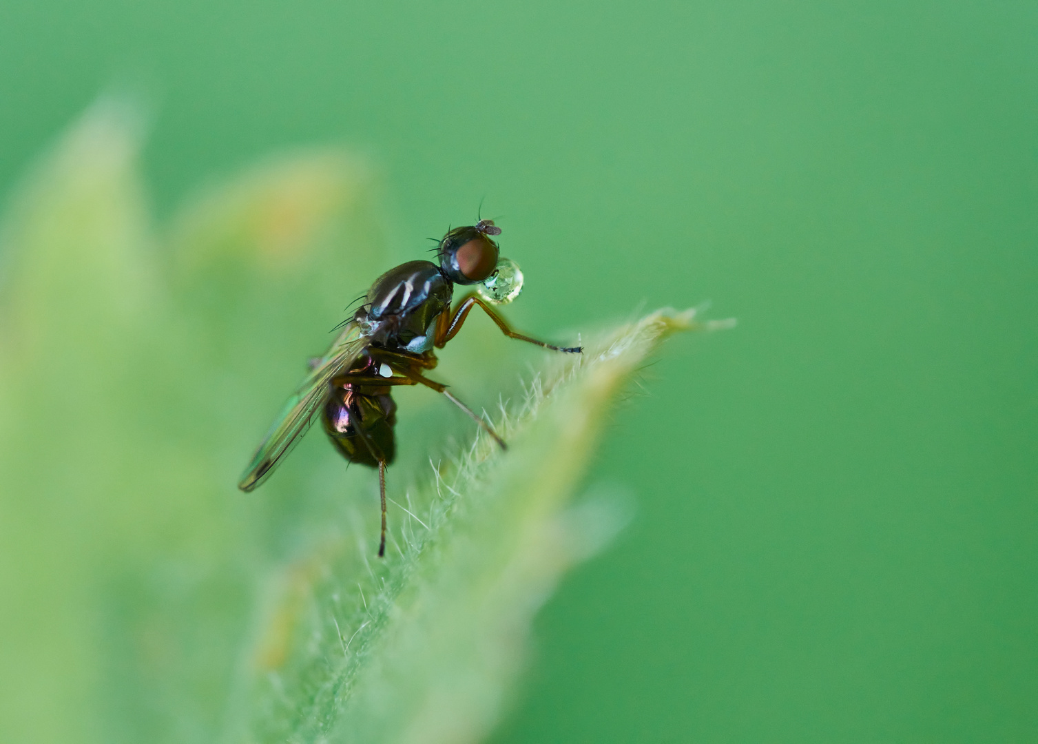 Glänzende Schwingfliege mit Verdauungstropfen