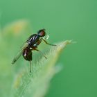 Glänzende Schwingfliege mit Verdauungstropfen