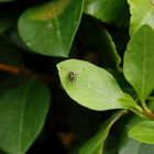 Glänzende Schwingfliege (Sepsis fulgens)