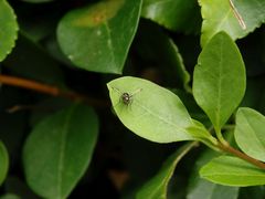 Glänzende Schwingfliege (Sepsis fulgens)