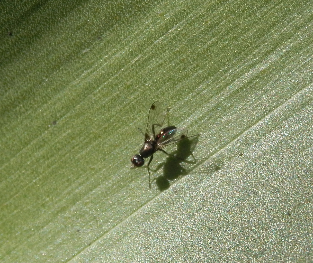 Glänzende Schwingfliege (Sepsis fulgens)