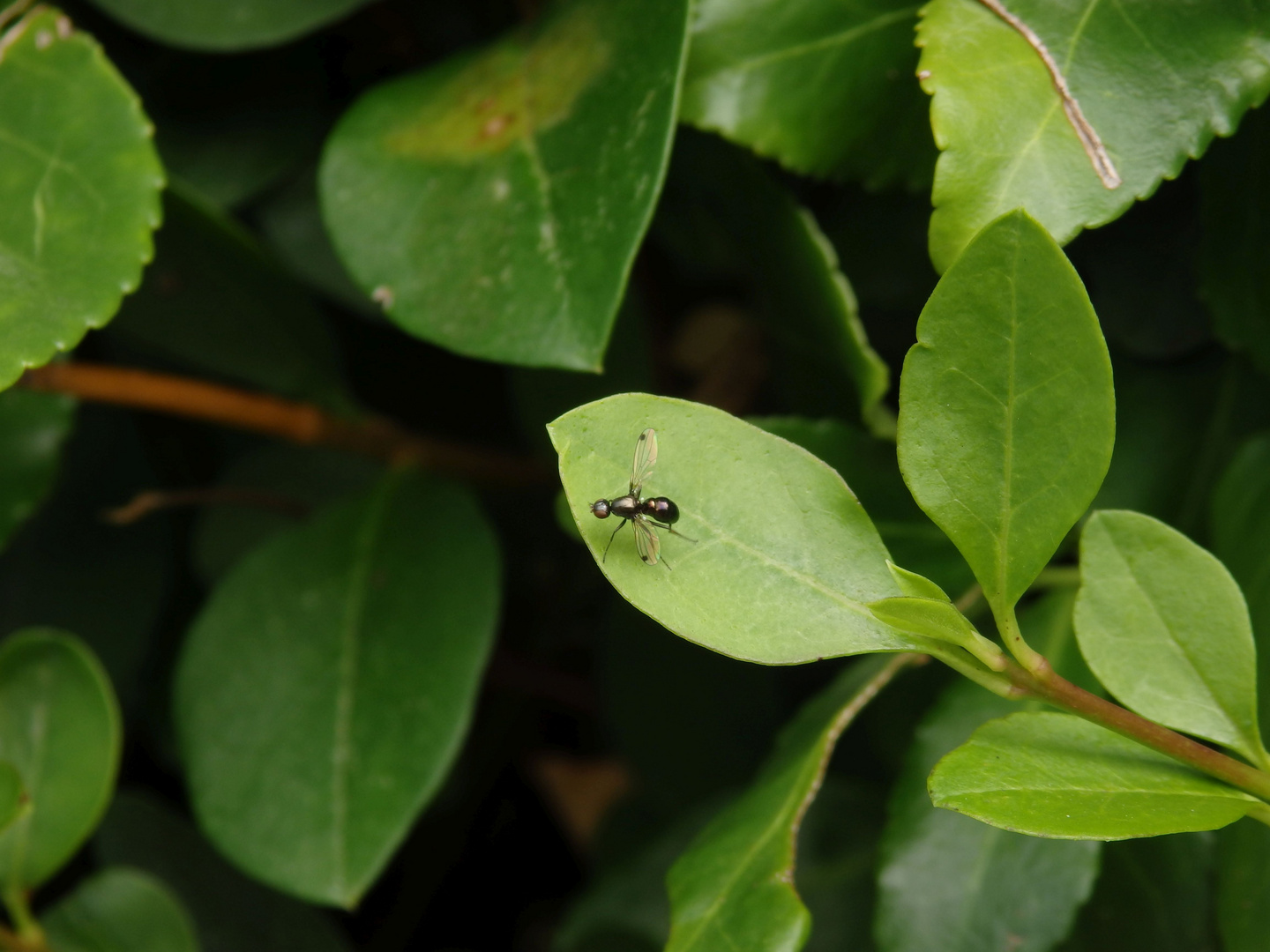 Glänzende Schwingfliege (Sepsis fulgens)