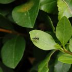 Glänzende Schwingfliege (Sepsis fulgens)