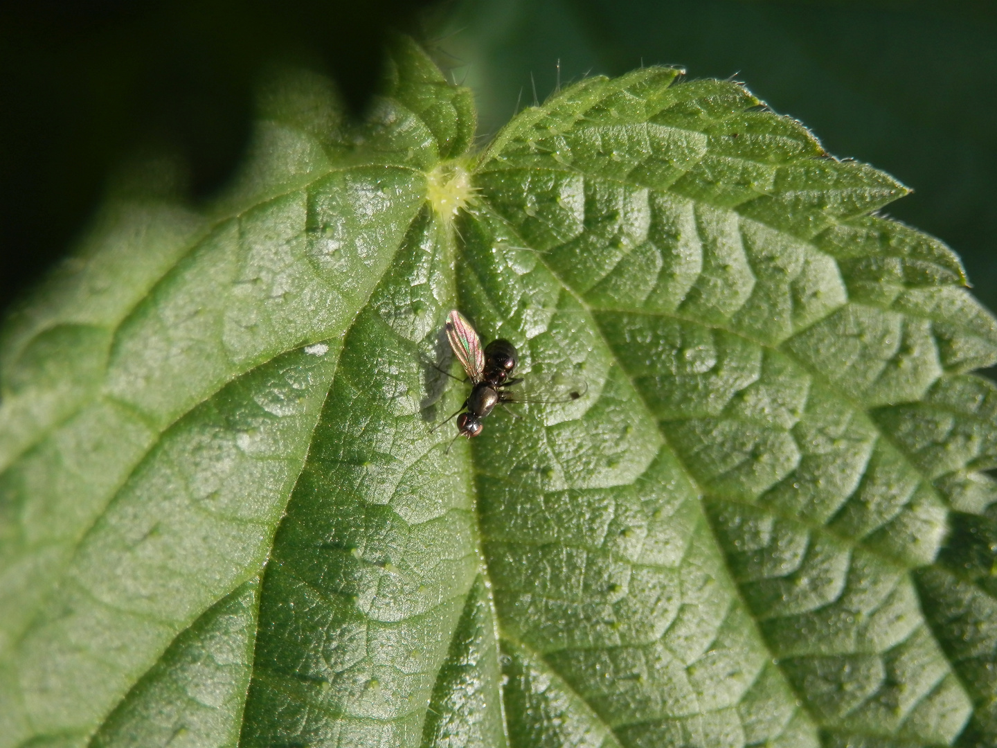 Glänzende Schwingfliege (Sepsis fulgens) auf Brennnessel