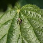 Glänzende Schwingfliege (Sepsis fulgens) auf Brennnessel