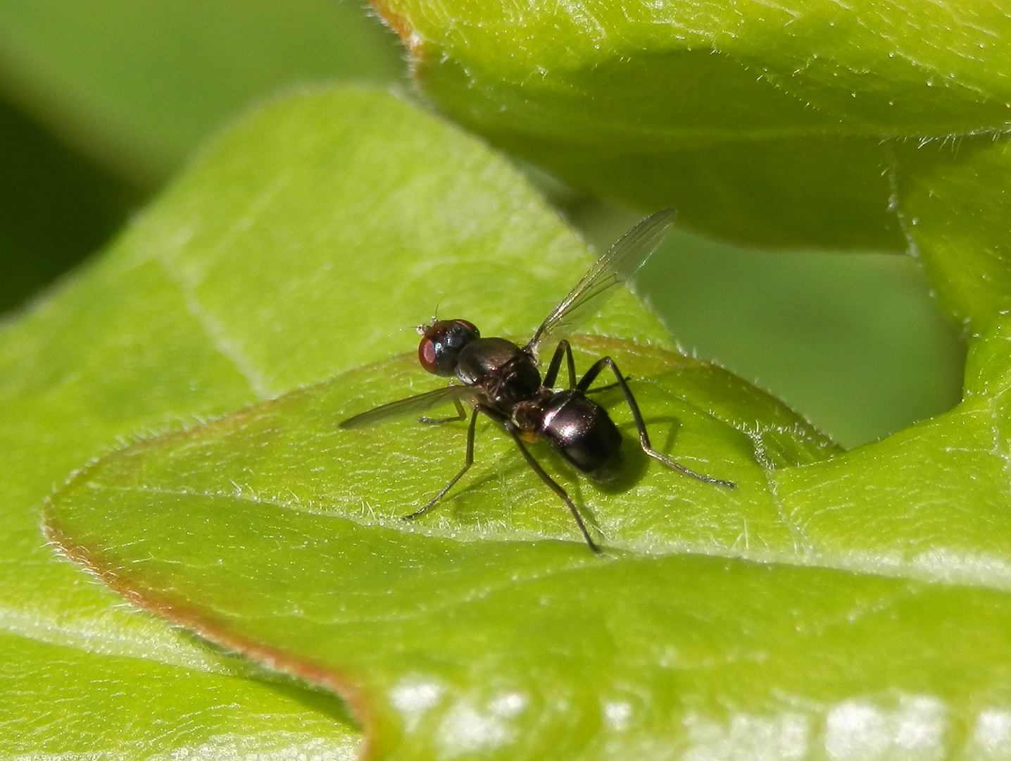 Glänzende Schwingfliege (Sepsis nitidula; Syn. Nemopoda nitidula) (2)