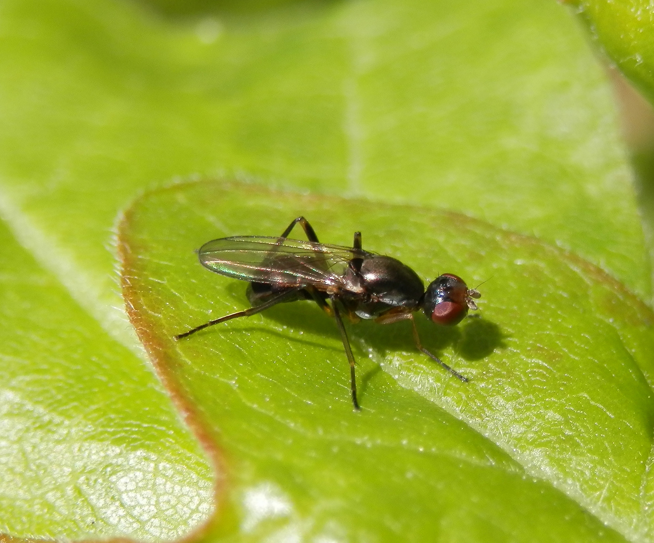 Glänzende Schwingfliege (Sepsis nitidula; Syn. Nemopoda nitidula) (3)