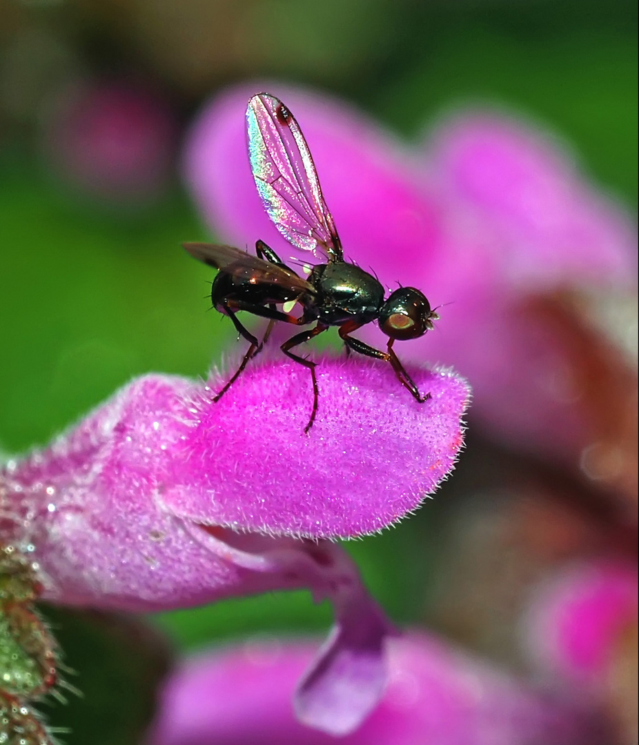 Glänzende Schwingfliege (Sepsis nitidula; Syn. Nemopoda nitidula) ?