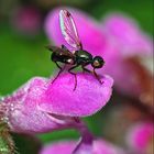 Glänzende Schwingfliege (Sepsis nitidula; Syn. Nemopoda nitidula) ?