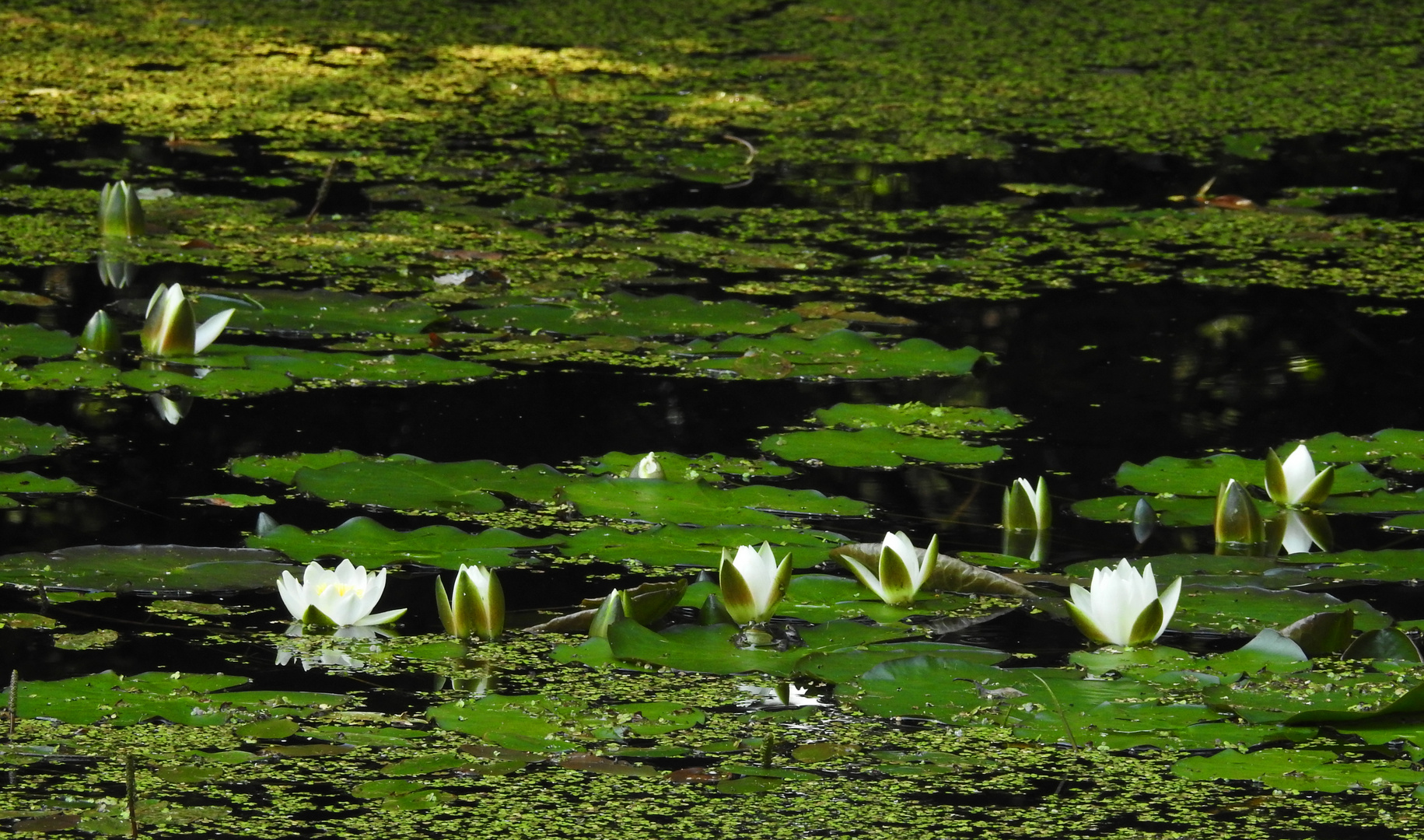 Glänzende Seerose