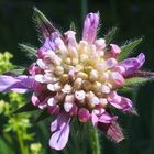 Glänzende Skabiose 'Scabiosa lucida'