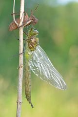 glänzende Smaragdlibelle