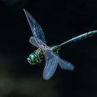 Glänzende Smaragdlibelle