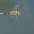 Glänzende Smaragdlibelle M (Somatochlora metallica)