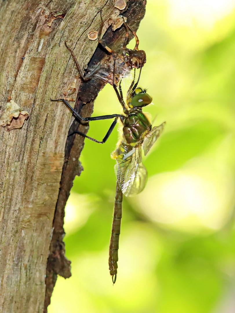 Glänzende Smaragdlibelle – Somatochlora metallica + 1 Bild